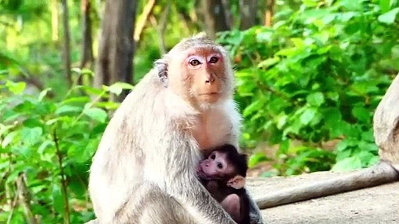 Help Mommy!, Emilo Baby Gets Scared Of Big Male Monkey (720p_25fps_H264-192kbit_AAC)