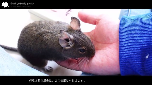 Octodon degus Gerbil Chipmunk