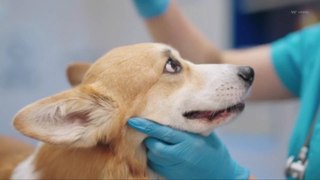 Mysterious Respiratory Infection in Dogs Detected In 14 States