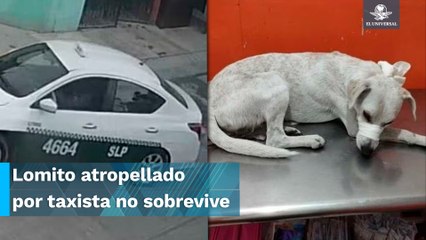 Taxista atropella a perrito desorientado y este no sobrevive