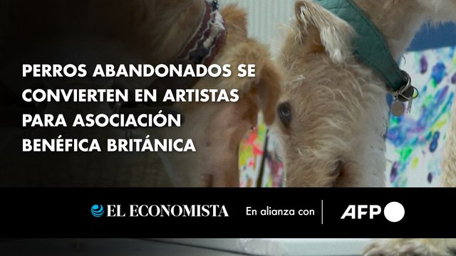 Perros abandonados se convierten en artistas para asociación benéfica británica
