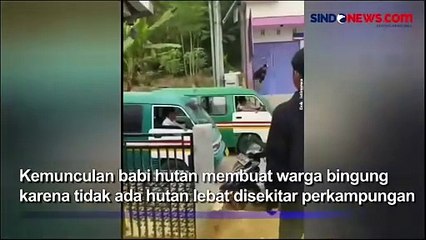 Tiba-Tiba Masuk ke Permukiman Kawanan Babi Hutan Diburu Warga di Padalarang
