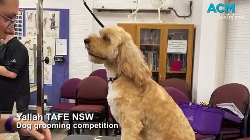 TAFE NSW Yallah students compete in a dog grooming competition for their certificate three in pet grooming on November 28, 2023. Video by Marlene Even