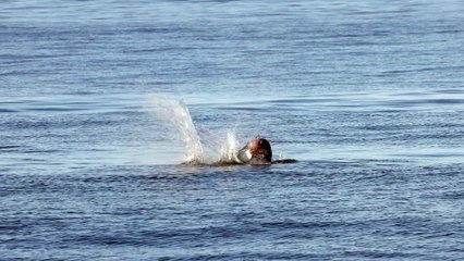 Sea Lion Dispatches Blue Shark