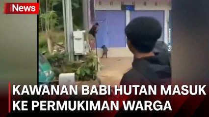 Kawanan Babi Hutan Diburu Warga saat Tiba-Tiba Masuk ke Permukiman di Padalarang
