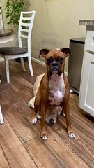 Boxer Dog Sits On Sibling