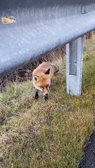 Curious Fox Meets Friendly Biker