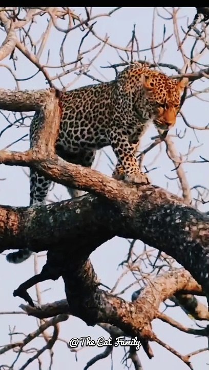 Two leopards playing with each other | Big Cats | Cute Cats #shorts