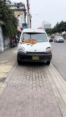 Perro causó sensación al quedarse dormido sobre un capot: "Es parte del modelo"