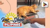 Wednesday Pets Day | Trending adopted cat na si Sinag, kilalanin!