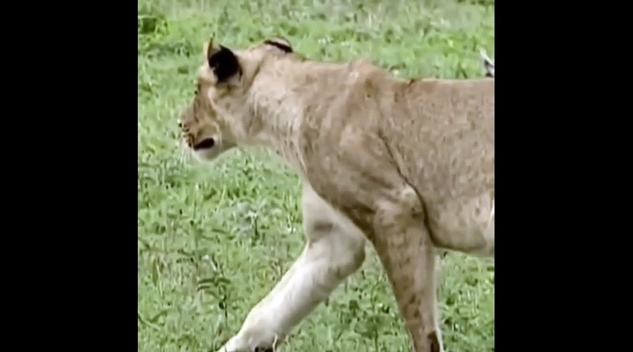 Animal Attack For Life