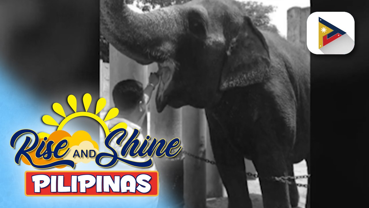 Pagkamatay ng elepanteng si Maali, ikinalungkot ng netizens