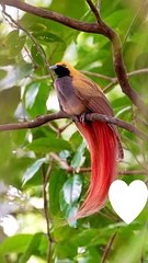 Beauty of Animals with nice view