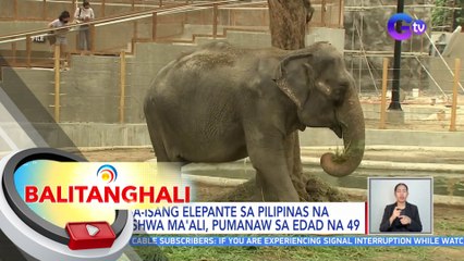 Kaisa-isang elepante sa Pilipinas na si Vishwa Ma'ali, pumanaw sa edad na 49 | BT