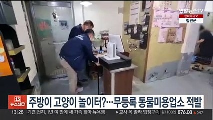 주방이 고양이 놀이터?…서울시, 동물보호법 위반업소 41곳 적발