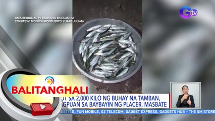 Aabot sa 2,000 kilo ng buhay na tamban, natagpuan sa baybayin ng Placer, Masbate | BT