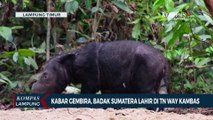 Kabar Gembira, Badak Sumatera Lahir di Taman Nasional Way Kambas