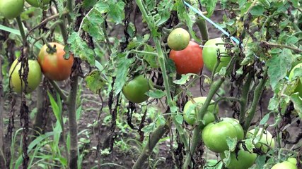 En visite de travail au Qatar, Eugène Aka Aouélé rencontre le vice-président de la chambre commerce
