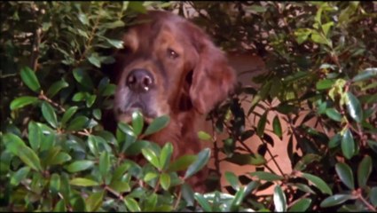 Fluke (1995) - Man Reincarnated as a Dog 🐾