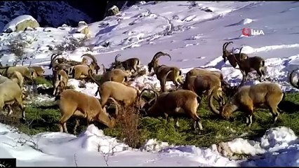 Niğde'de yaban hayvanları için doğaya yem bırakıldı