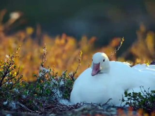 Discover the Fascinating Animals: Duck, Fox, Bear, and Dog 🦊🐻