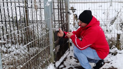 Azyl Kostka Golby zbiera pieniądze na operację łapki - 2