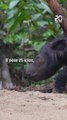 Indonésie : La naissance d’un bébé rhinocéros de Sumatra  est un espoir pour l’espèce#shorts