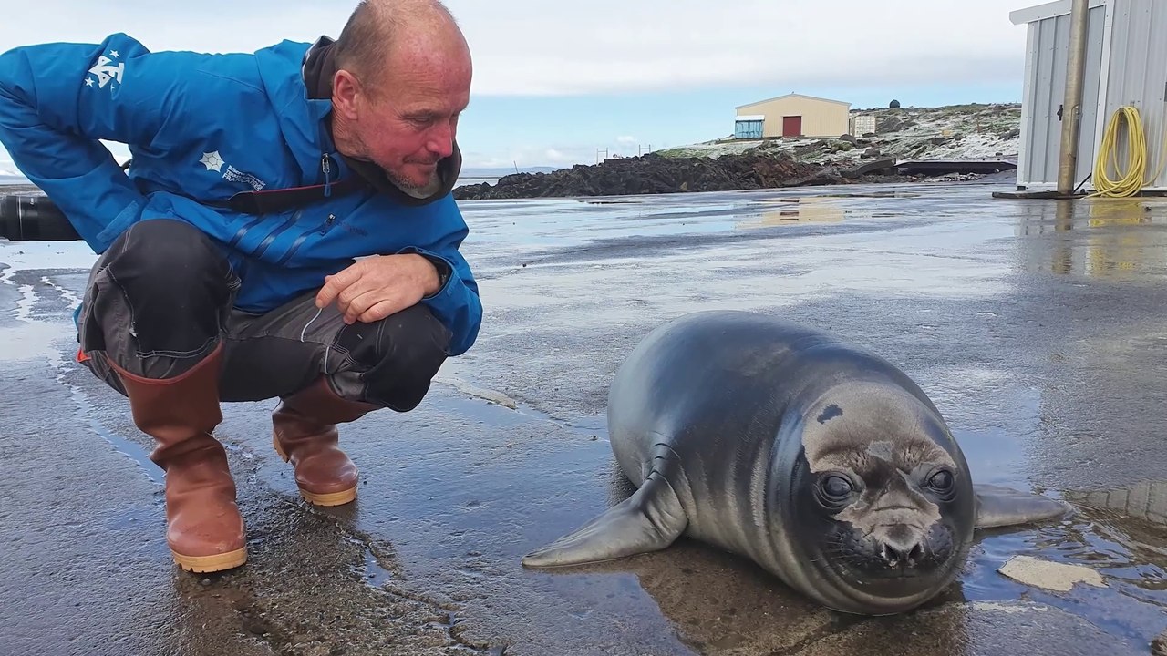 Les éléphants de mer aux Kerguelen