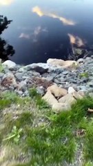 Funny cat dog animals compilation animal videos on Instagram Tiktok