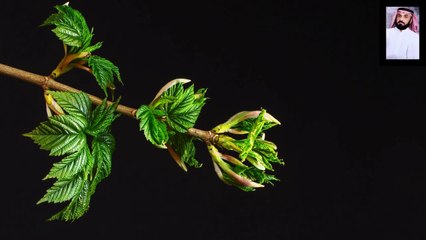 القران الكريم بصوت خاشع القلب