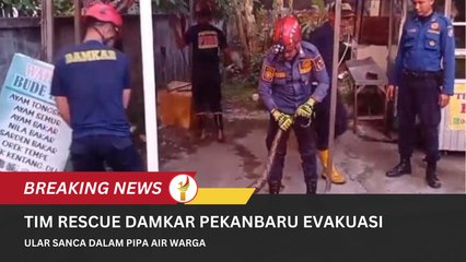 Tim Rescue Damkar Pekanbaru Evakuasi Ular Sanca Dalam Pipa Air Warga