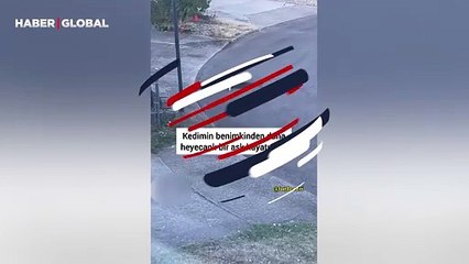 Kedisinin sokak kedisine aşık olduğu anları görüntüledi: ''Ne zaman pencereyi kapatsak...''