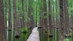 Un chemin frayé a travers la forêt du lac Hangzhou, située en Chine !