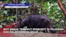 Penampakan Bayi Badak Sumatra Langka yang Lahir di Taman Nasional Way Kambas