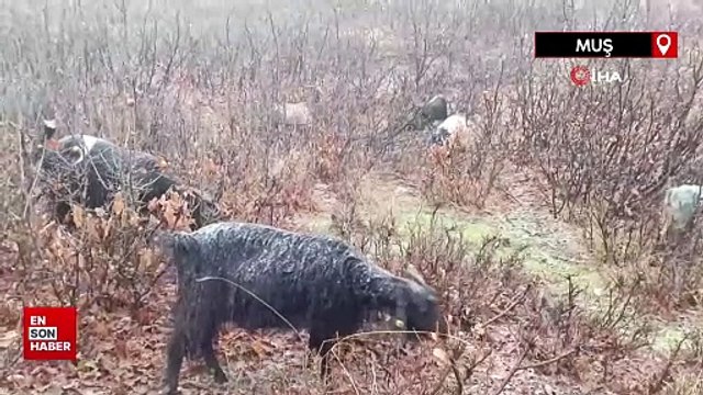 Kar ve tipiye yakalanan hayvan sürüsü güçlükle köye ulaştırıldı