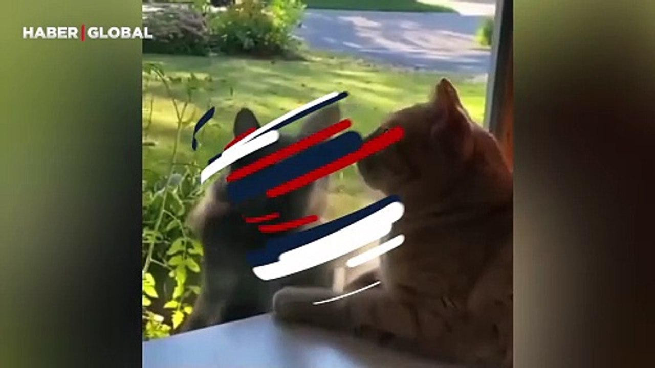 Ev kedisinin dikkatini çekmeye çalışan sokaktaki kedi kahkahaya boğdu