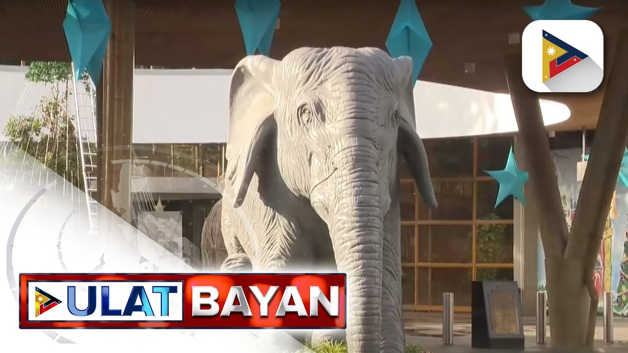 Kaisa-isang elepante sa Manila Zoo na si Ma'ali, pumanaw na;