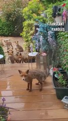Ce renard amène tous ses amis après avoir été nourri par cette femme