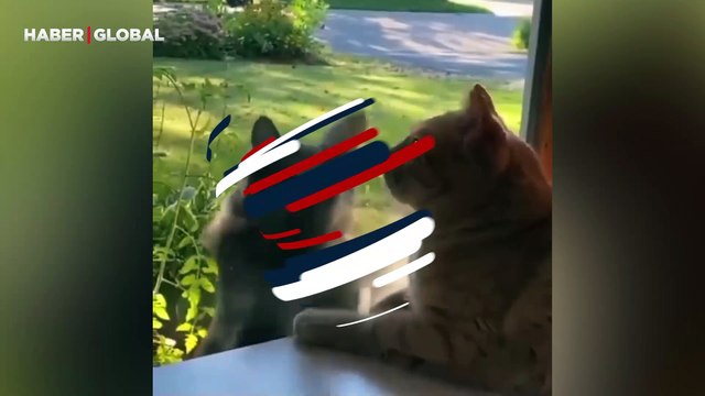 Kediyi koruyan sokak köpeği izlenme rekoru kırdı