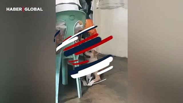 Kediyi koruyan sokak köpeği izlenme rekoru kırdı