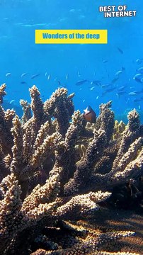 Coral Symphony: Dive into the Great Barrier Reef || Best of Internet