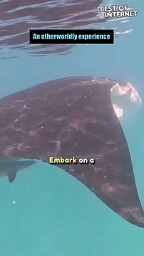 Graceful Glide: Swimmer's Serenade with Manta Rays! || Best of Internet
