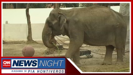 Elepante sa Manila Zoo na si 'Mali' pumanaw sa edad na 43