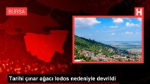 Tarihi çınar ağacı lodos nedeniyle devrildi