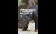 Indonésie : naissance d'un rhinocéros de Sumatra, une espèce menacée d’extinction