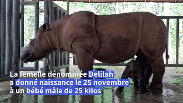Indonésie: naissance d'un rhinocéros de Sumatra, espèce menacée d'extinction