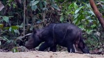 Un altro rinocerontino di Sumatra nasce in cattivit?