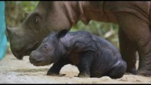 Un altro rinocerontino di Sumatra nasce in cattività