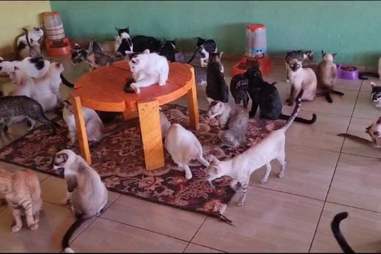 Ativista denuncia situação alarmante de animais de rua e mortes por envenenamento em Cajazeiras