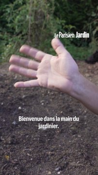 Comment semer des fèves ? 5 conseils pour profiter d’un délicieux légume et d’un excellent engrais vert !
